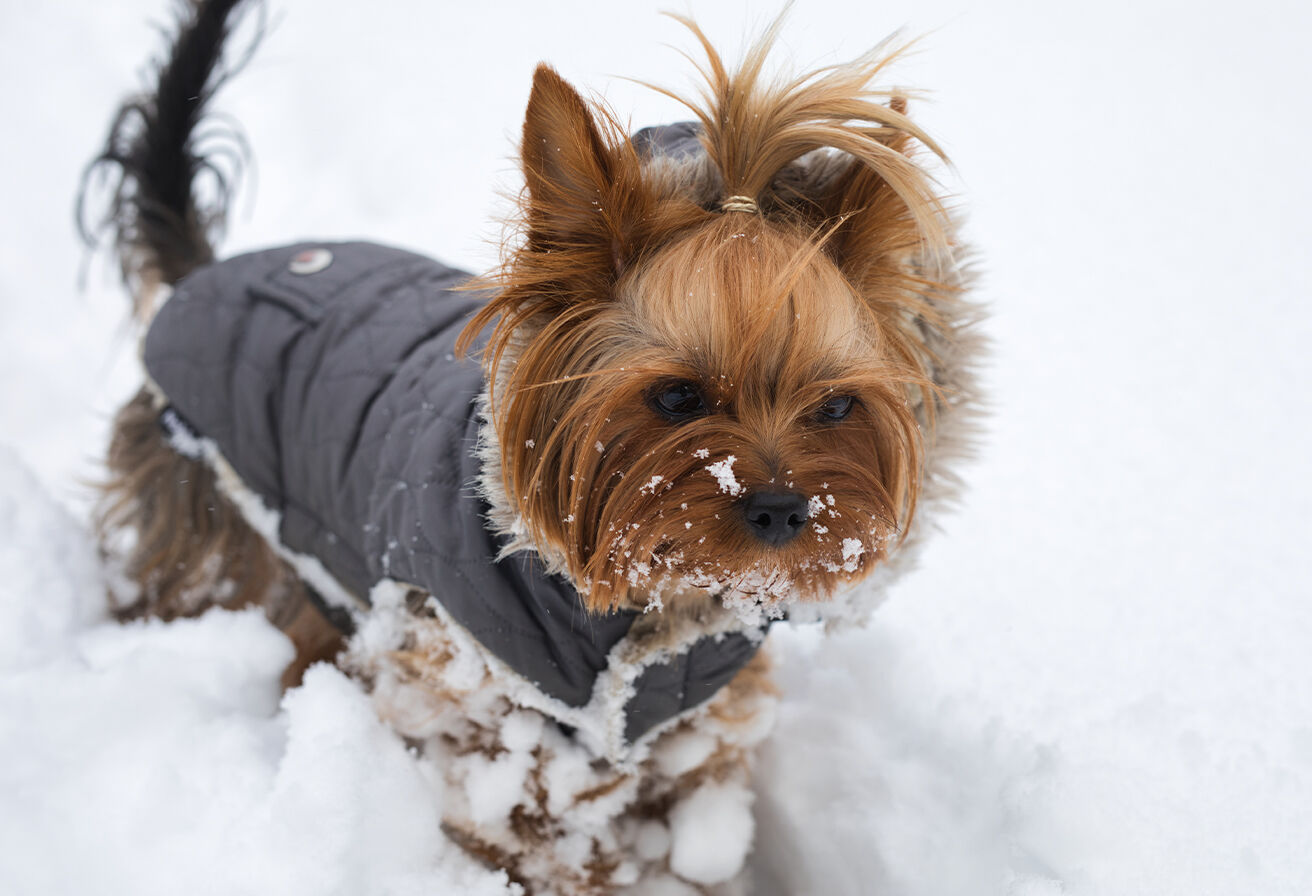 dog wearing coat in snow